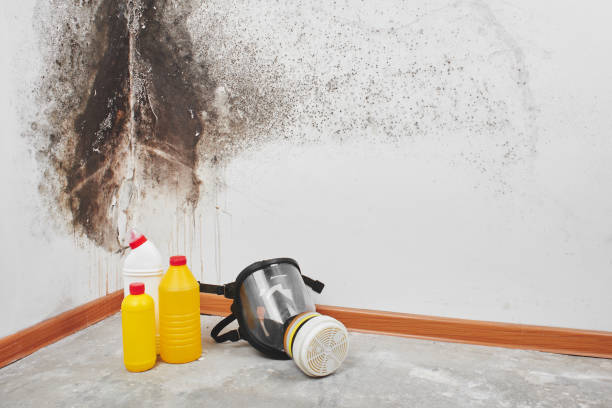 Best Mold Removal and Inspection  in Brinckerhoff, NY