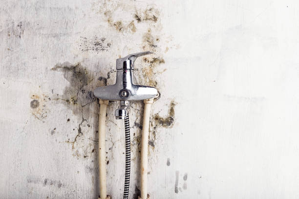 Best Commercial Mold Removal  in Brinckerhoff, NY