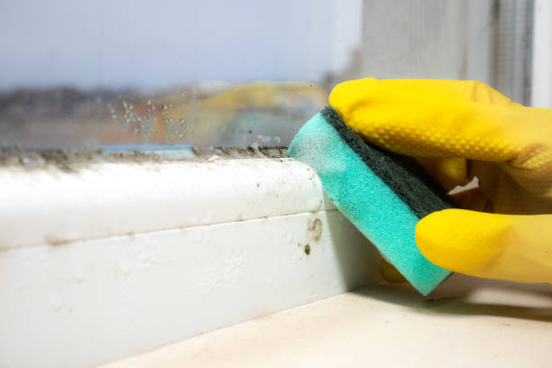 Best Local Mold Removal Service  in Brinckerhoff, NY