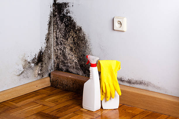 Best Attic Mold Removal  in Brinckerhoff, NY