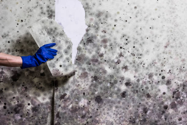 Best Best Mold Removal Companies  in Brinckerhoff, NY