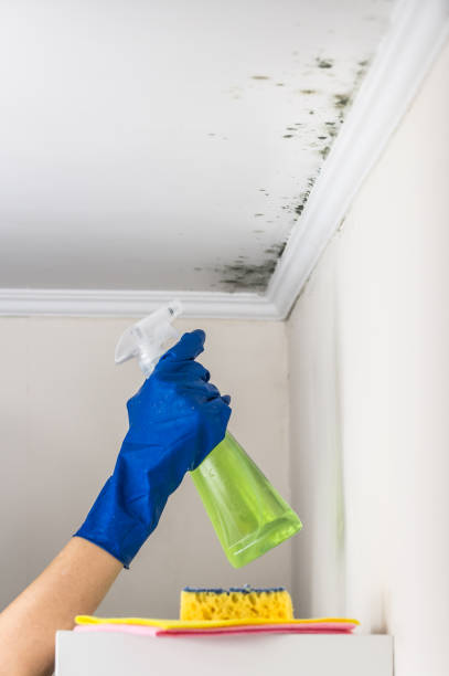 Mold Removal and Inspection in Brinckerhoff, NY