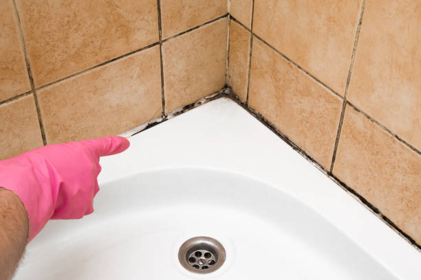 Best Emergency Mold Removal  in Brinckerhoff, NY